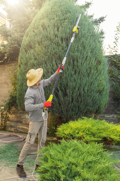 Professional  Tree Services in Pikeville, KY